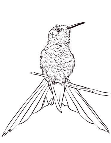 Swallow Tailed Hummingbird Perched On Branch Coloring Page